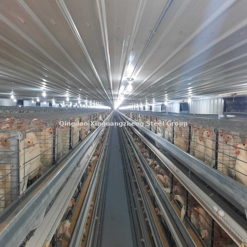 Горячая оцинкованная стальная конструкция изготовление птицеводственной фермы бройлер куриные сельское хозяйство